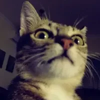 荼蘼