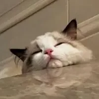 Aqua Cat